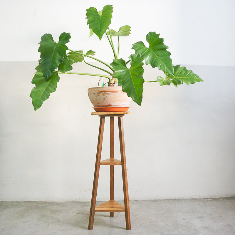 plant display stand
